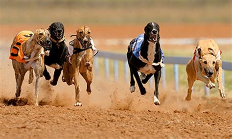 Henlow Greyhound Racing Results.